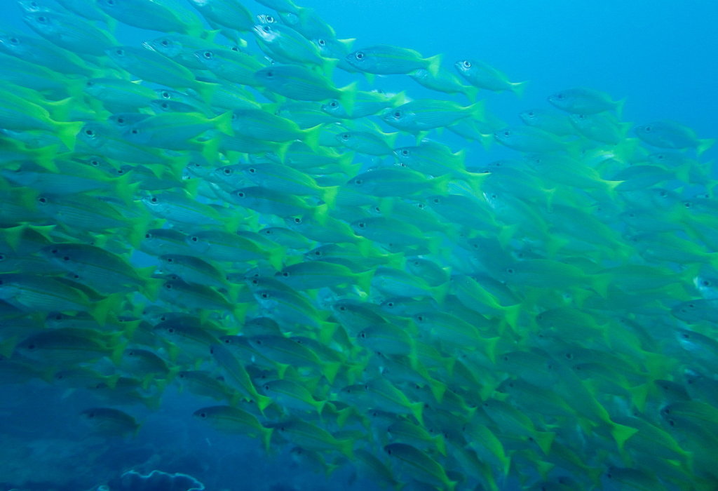 Большеглазые Луцианы Bigeye snapper (Lutjanus lutjanus), South Entalula, Эль-Нидо
