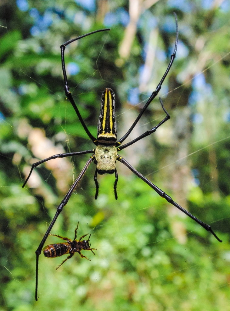 Паук Nephila pilipes, Филиппины