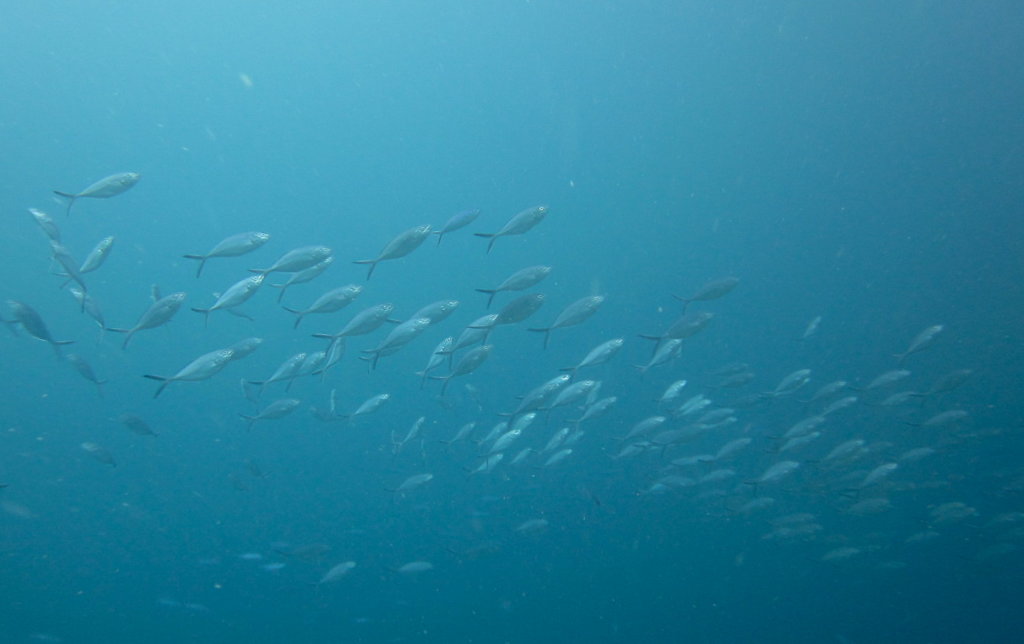 Японская скумбрия Chub mackerel (Scomber japonicus), South Entalula, Эль Нидо