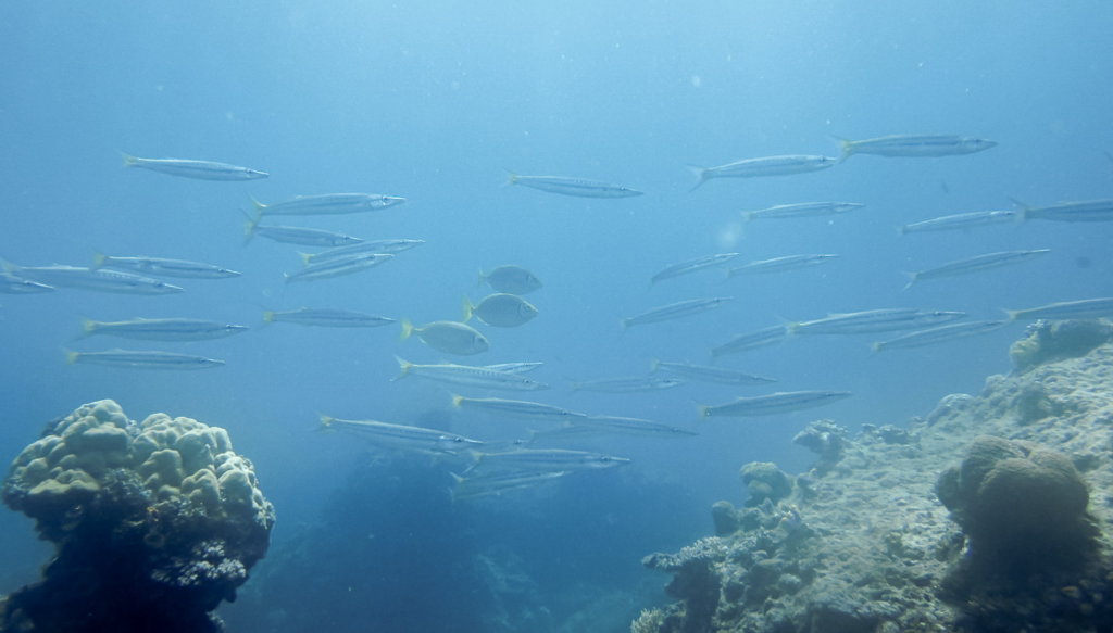 Барракуда желтохвостая Yellowtail Barracuda (Sphyraena flavicaud), South Entalula, Эль-Нидо