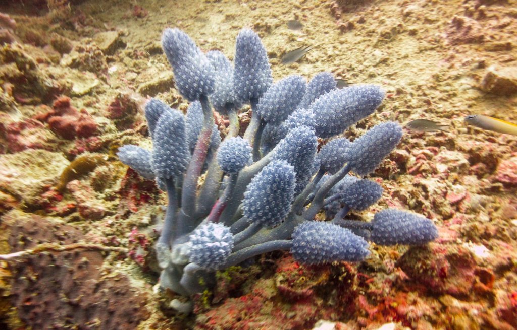 Актинии Sea anemone (Actiniaria), о.Тангат