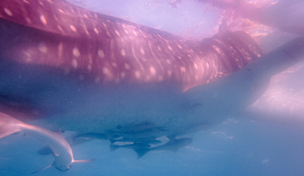 Китовая акула Whale shark (Rhincodon typus), о.Сумилон